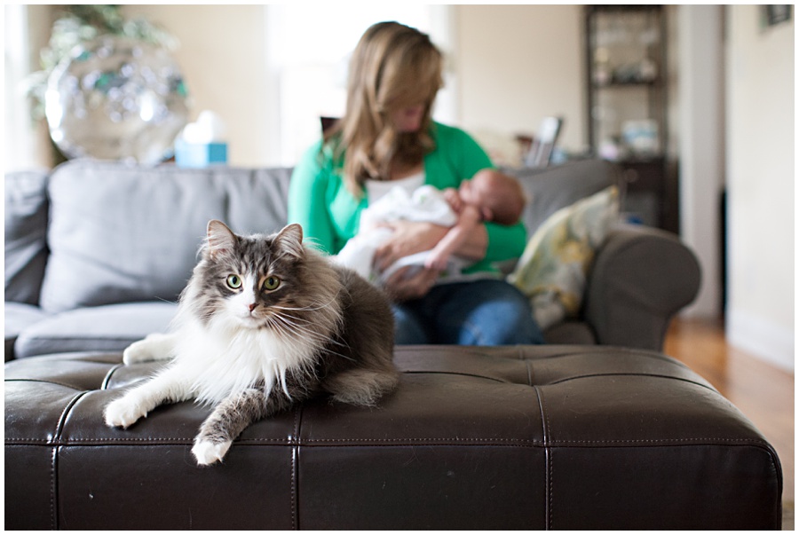 cat in newborn baby photo. 