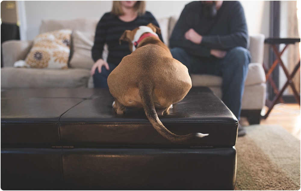 back of dog