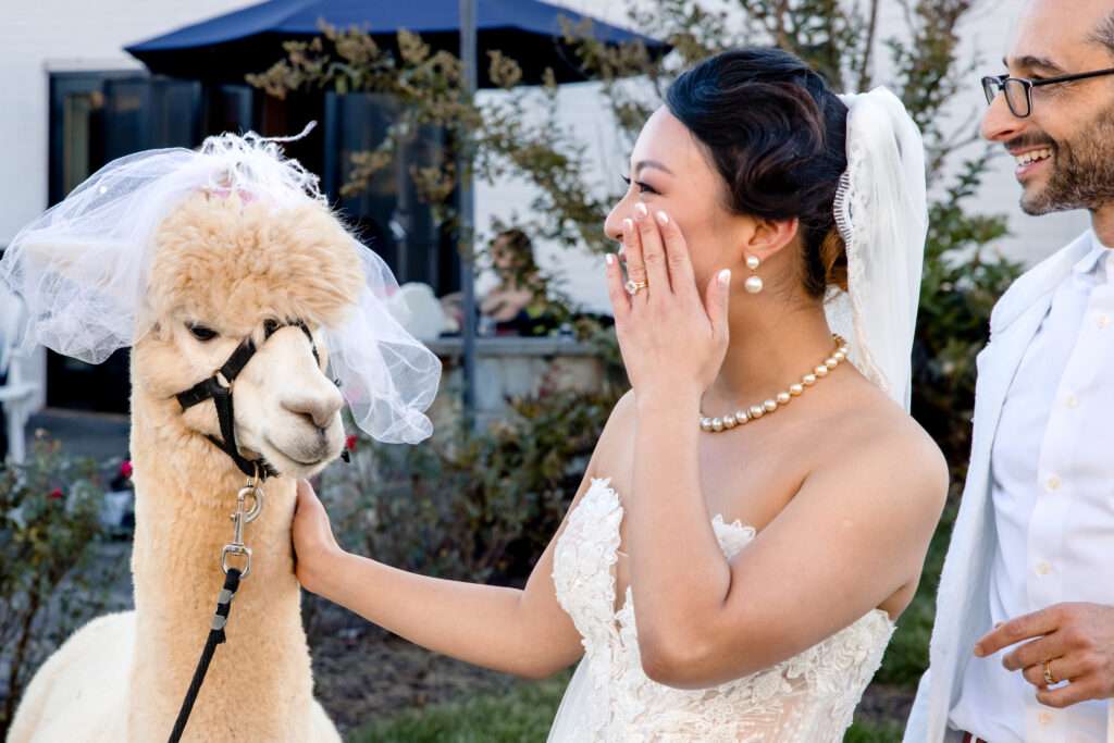 A newlywed couple laughing with a llama in a veil next to them 