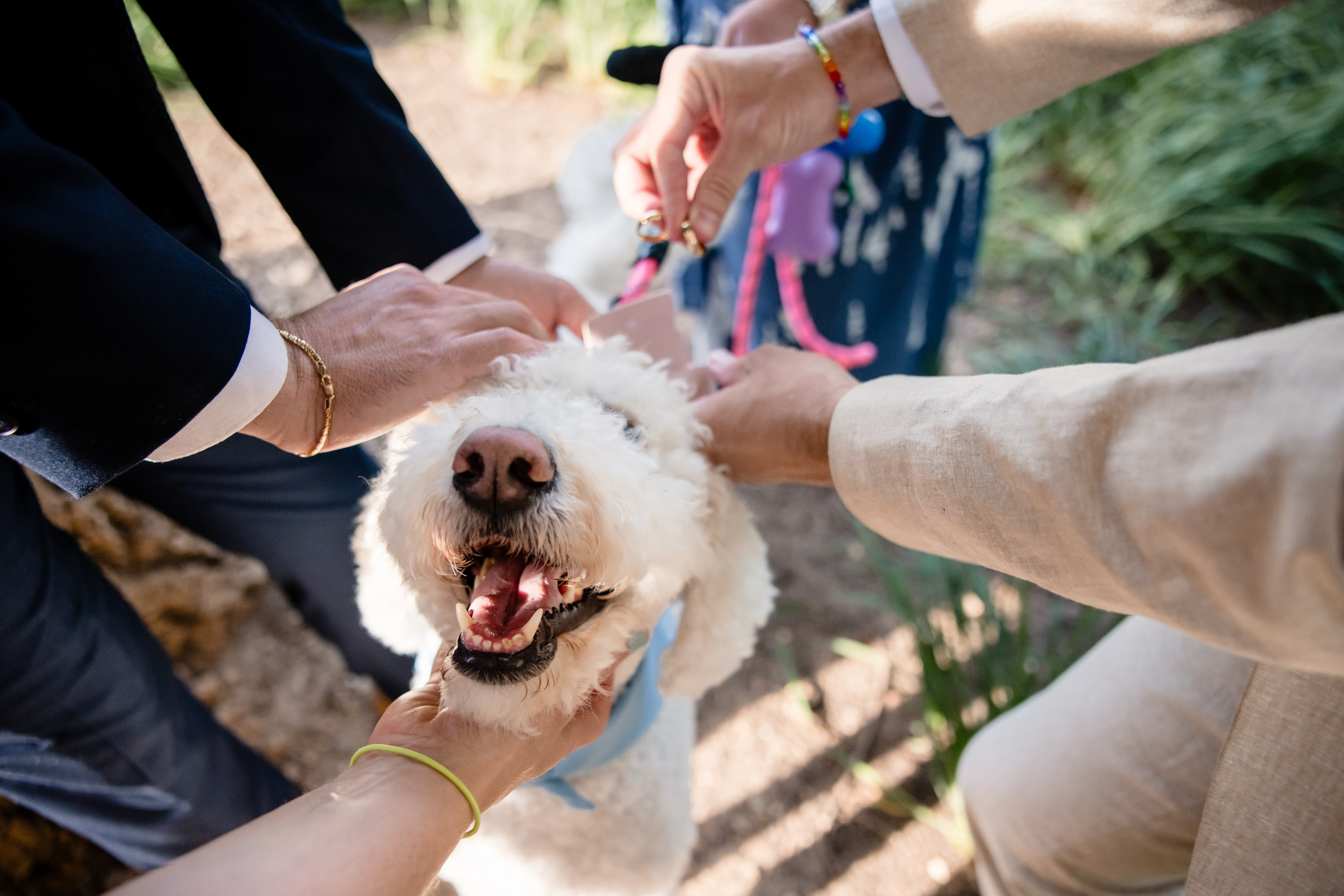 a wedding party petting a dog